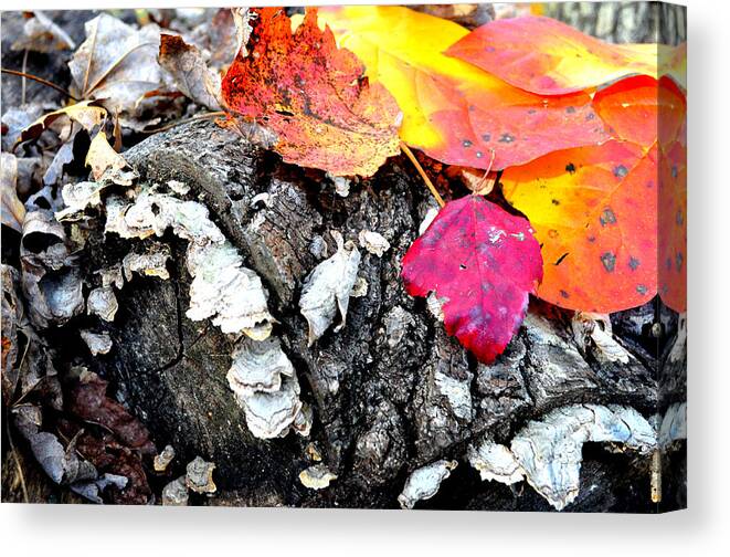Fall Leaves Color Orange Red Canvas Print featuring the photograph Fall on the Forest Floor by Gail Butler
