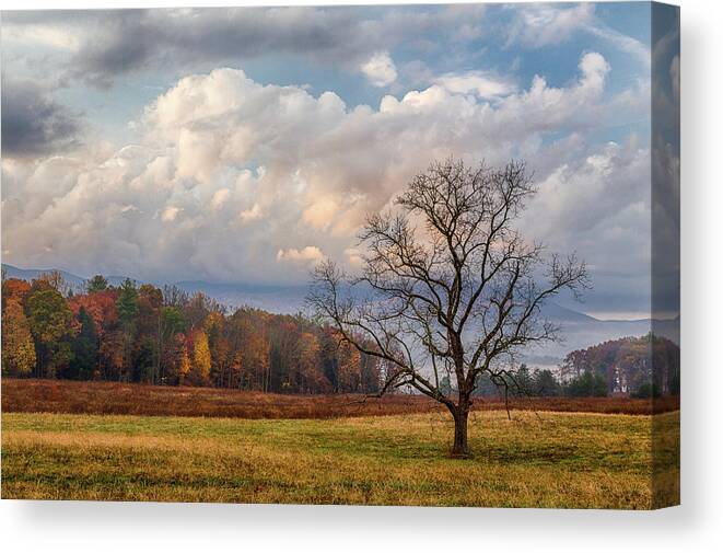  Canvas Print featuring the photograph Fall Tree by Jim Miller