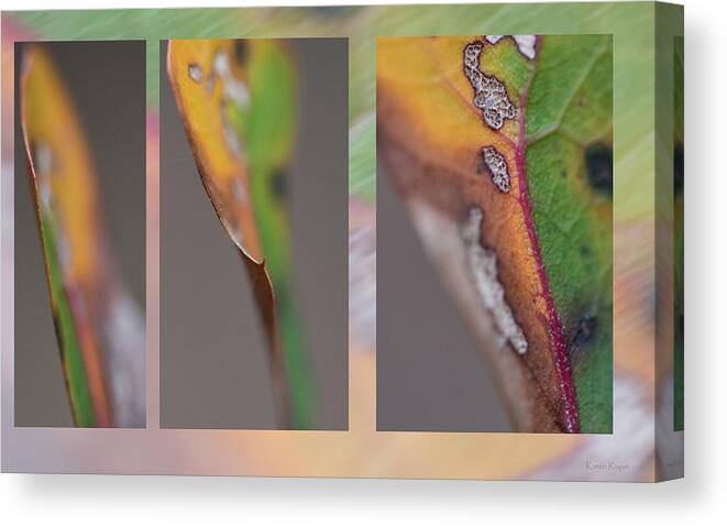 Quercus Canvas Print featuring the photograph Fall Water Oak Leaves by Phil And Karen Rispin