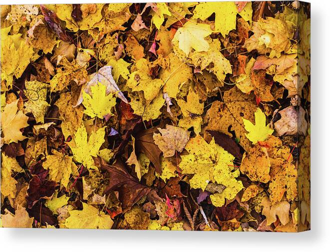 Fall Canvas Print featuring the photograph Fallen Leaves by George Strohl