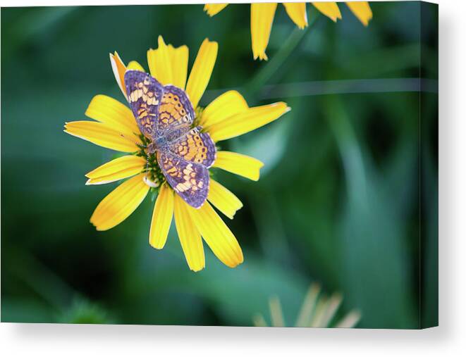 False Sunflower Canvas Print featuring the photograph False Sunflower-Butterfly_6119 by Rocco Leone