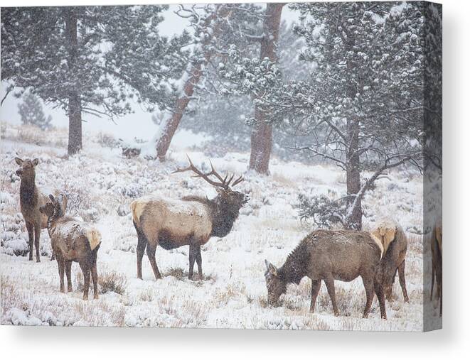 Elk Canvas Print featuring the photograph Family Man by Darren White