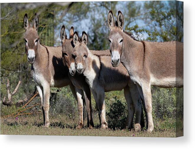 Wild Burros Canvas Print featuring the photograph Family by Mary Hone