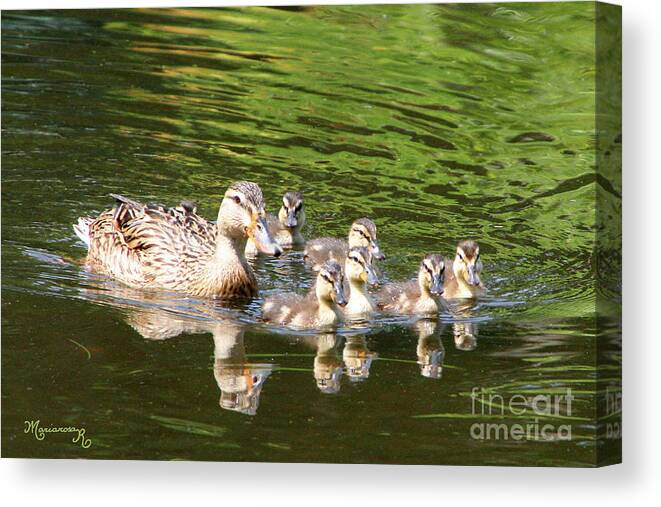 Fauna Canvas Print featuring the photograph Family Outing by Mariarosa Rockefeller