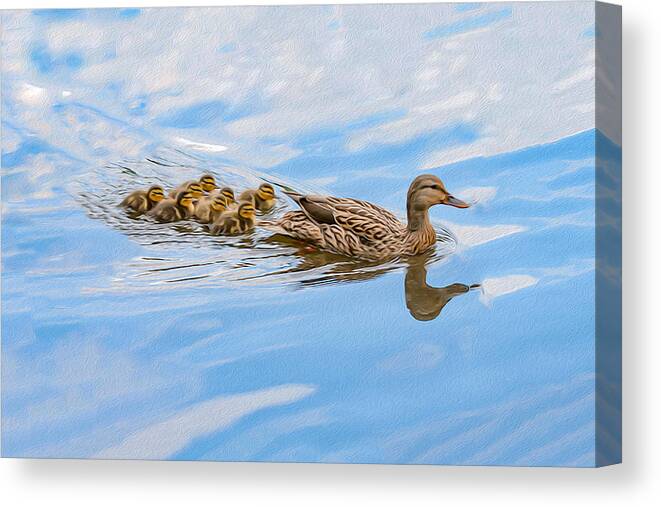 Ducks Canvas Print featuring the photograph Family Outting 02 OP by Jim Dollar