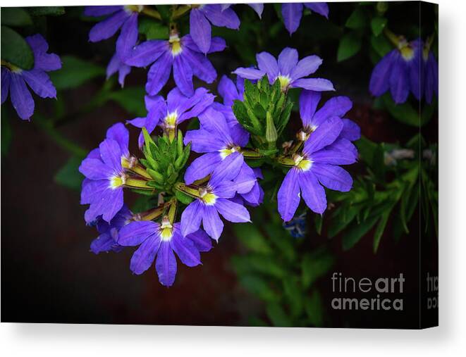 Fan Canvas Print featuring the photograph Fan Flower by Diana Mary Sharpton