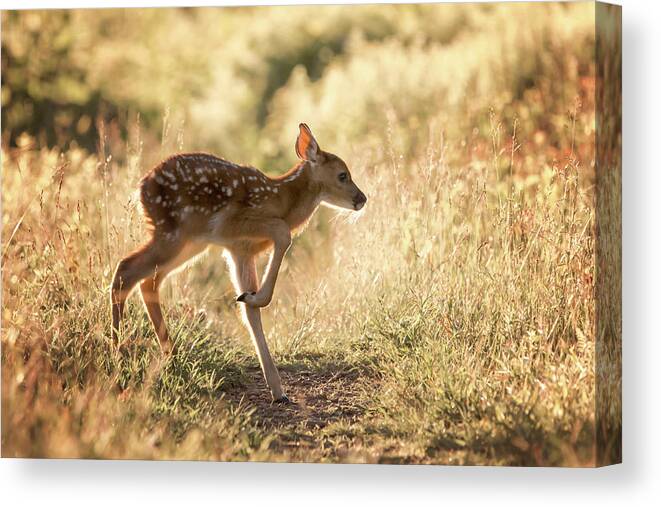 Shenandoah Canvas Print featuring the photograph Fawn Crossing by Travis Rogers