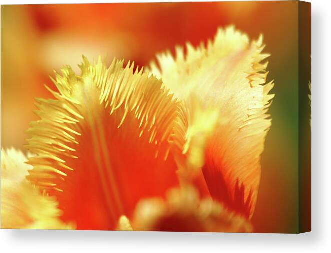 Tulip Canvas Print featuring the photograph Feathered Petals by Lens Art Photography By Larry Trager