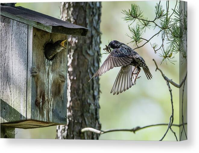 Feeding Flying Starling Canvas Print featuring the photograph Feeding Flying Starling by Torbjorn Swenelius