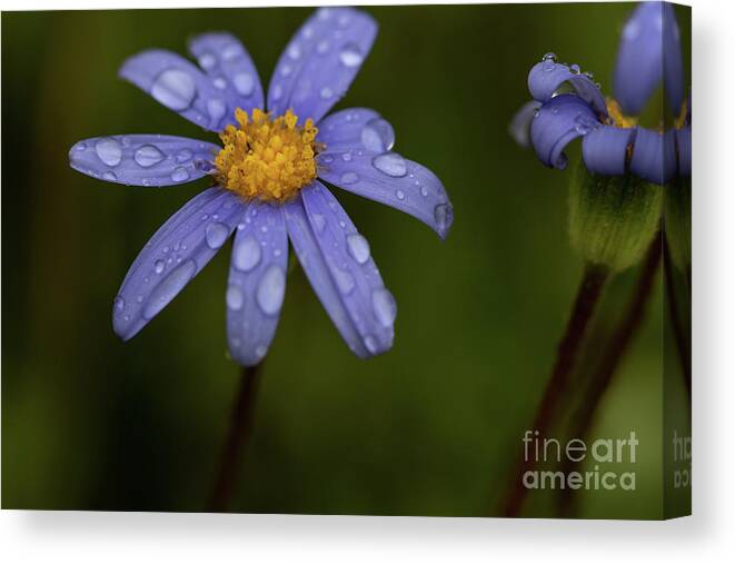 Felicia Aethiopica Canvas Print featuring the photograph Felicia Aethiopica by Eva Lechner