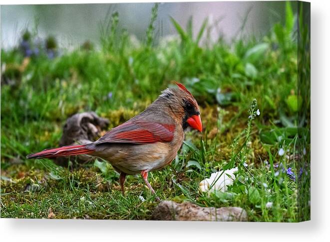 Photo Canvas Print featuring the photograph Female Cardinal in Grass by Evan Foster