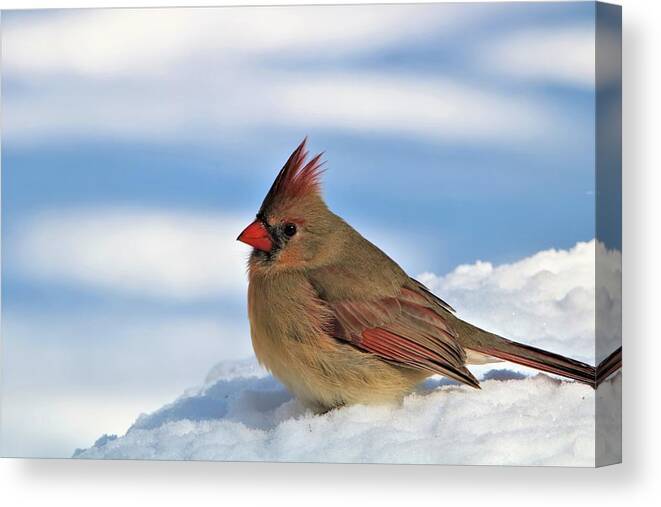 Nature Canvas Print featuring the photograph Female Cardinal in Snow by Sheila Brown