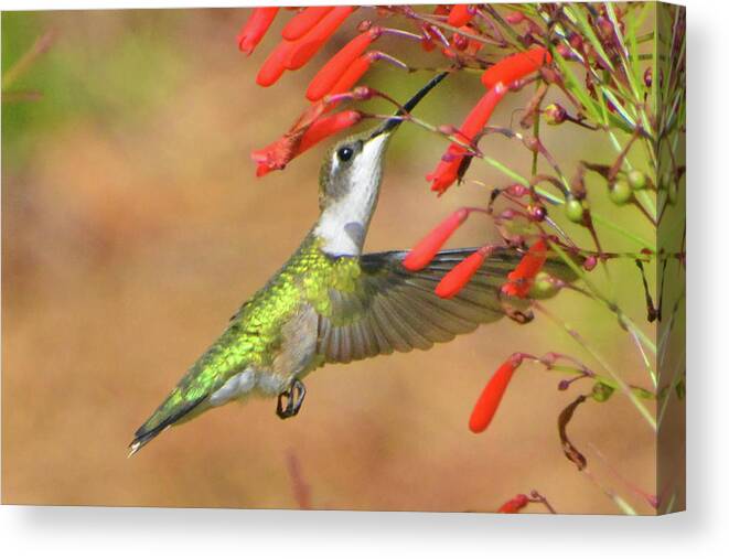 Humming Bird Canvas Print featuring the photograph Female Ruby-throated Hummingbird #1 by Jerry Griffin