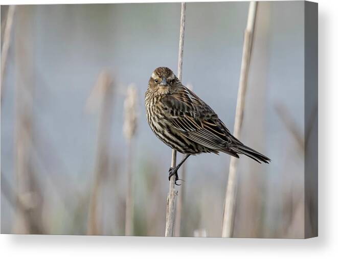 Red Winged Blackbird Canvas Print featuring the photograph Female Red Winged Blackbird Perched at William Finley NWR by Belinda Greb