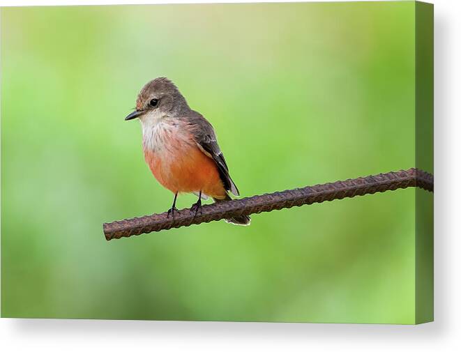 Colombia Canvas Print featuring the photograph Female Vermilion Flycatcher La Macarena Meta Colombia by Adam Rainoff