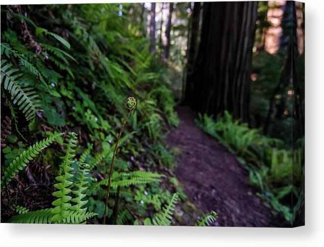 Fern Canvas Print featuring the photograph Fern Path by Margaret Pitcher