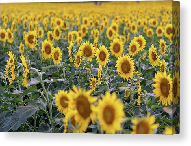Sunflowers Canvas Print featuring the photograph Field of Gold by Arthur Oleary