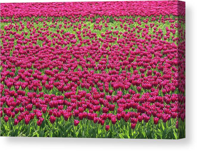 Tulip Field Canvas Print featuring the photograph Field of Purple Tulips by Maria Meester
