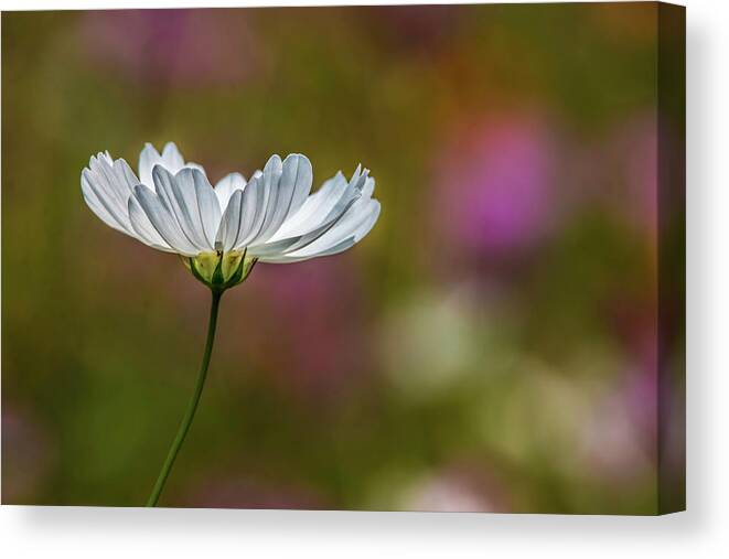 Wildflower Canvas Print featuring the photograph Field of Wildflowers by Skip Tribby