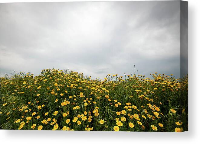 Spring Canvas Print featuring the photograph Field with yellow marguerite daisy blooming flowers against cloudy sky. Spring landscape nature background by Michalakis Ppalis