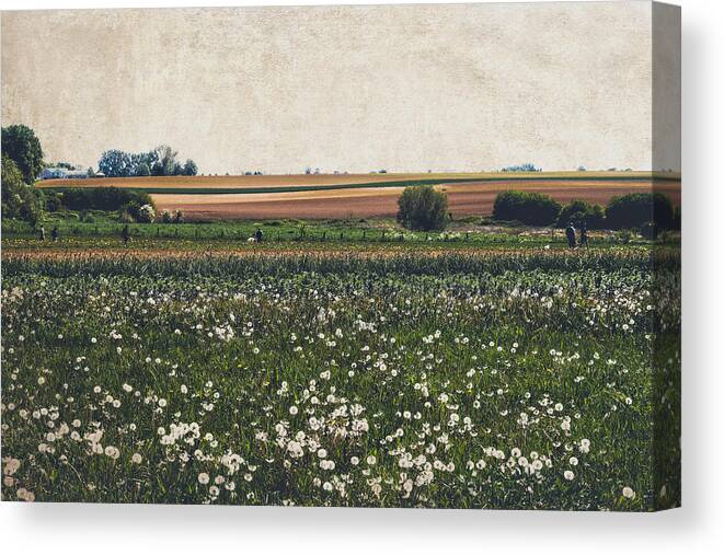 Field Canvas Print featuring the photograph Fields of flowers by Yasmina Baggili