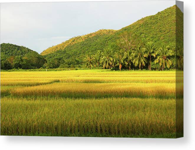 Grass Canvas Print featuring the photograph Fields of Gold by Josu Ozkaritz