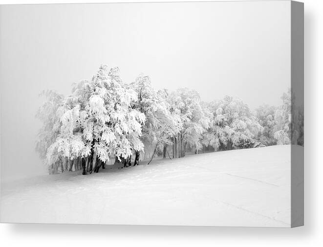 Trees Canvas Print featuring the photograph Fields of White by Philippe Sainte-Laudy
