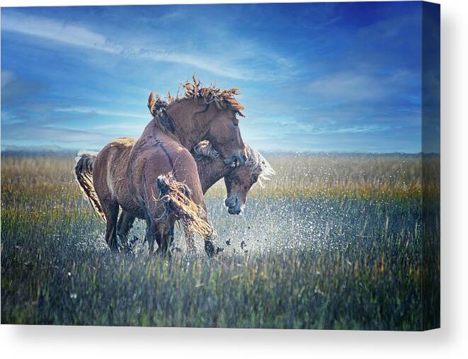 Wild Canvas Print featuring the photograph Fighting Mustangs on the Outer Banks by Bob Decker
