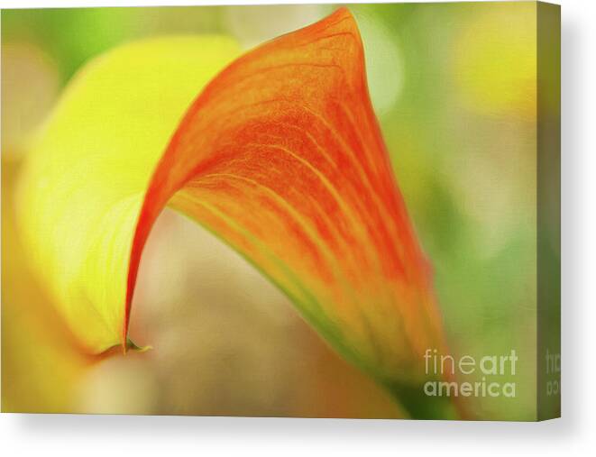 Lily Canvas Print featuring the photograph Fill with Love and Mix Around by Marilyn Cornwell