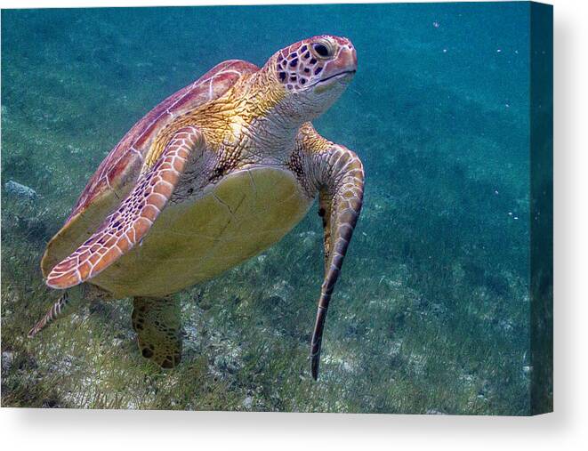 Animals Canvas Print featuring the photograph Fine Art of Surfacing by Lynne Browne