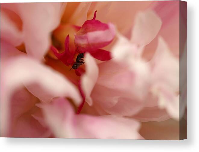 Peony Canvas Print featuring the photograph Finishing touches by Laurie Lago Rispoli