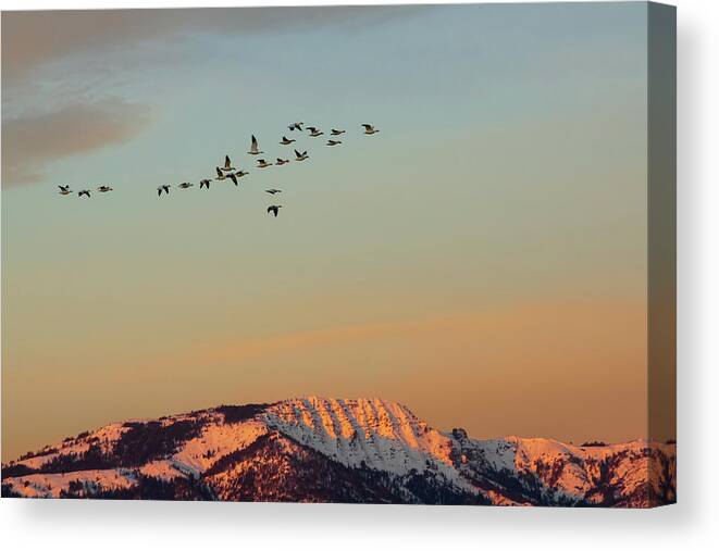 Nature Canvas Print featuring the photograph First Flight at First Light by Mike Lee