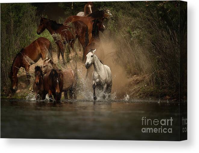 Salt River Wild Horses Canvas Print featuring the photograph First One To The River by Shannon Hastings