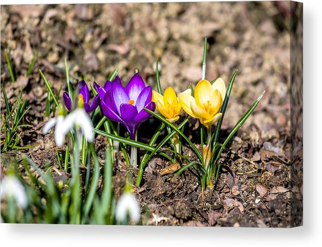 Season Canvas Print featuring the photograph First Spring Flowers In Garden by Artush