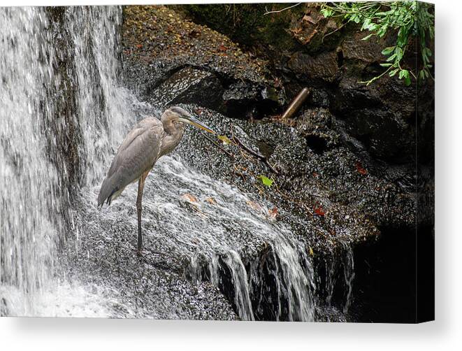 Waterfall Canvas Print featuring the photograph Fishing or showering by Stacy Abbott