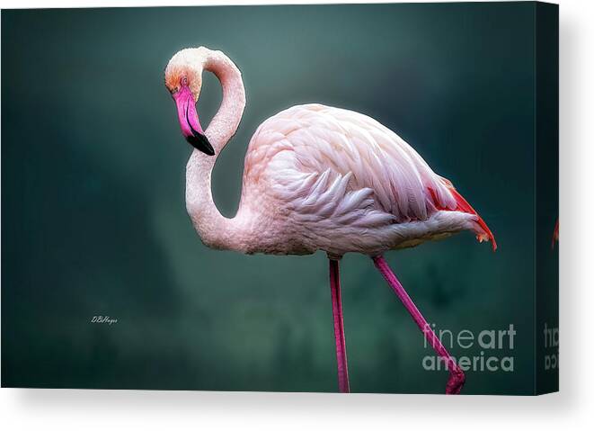 Birds Canvas Print featuring the photograph Flamingo Artistry by DB Hayes