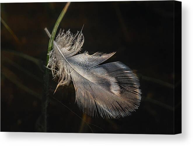 Feather Canvas Print featuring the photograph Floating Feather On Dark Waterer by Phil And Karen Rispin