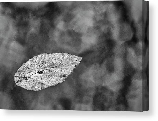 Leaf Canvas Print featuring the photograph Floating Leaf in Black and White by Bob Decker