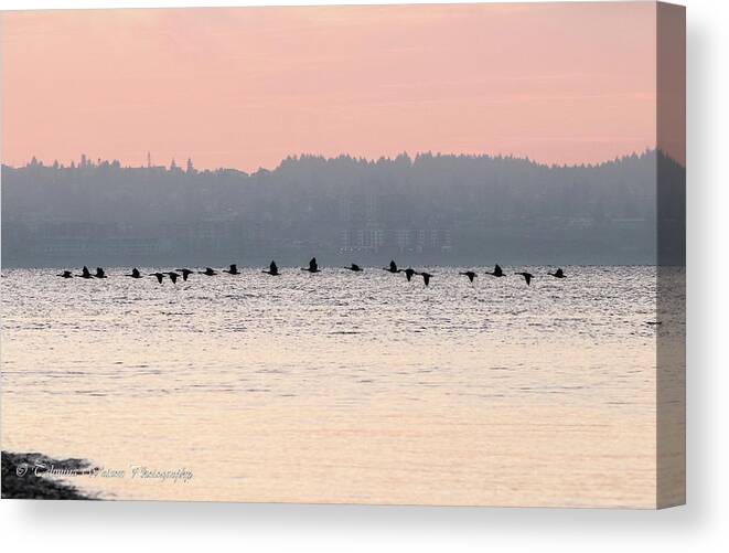 Ducks Canvas Print featuring the photograph Flock of cormorants in flight by Tahmina Watson