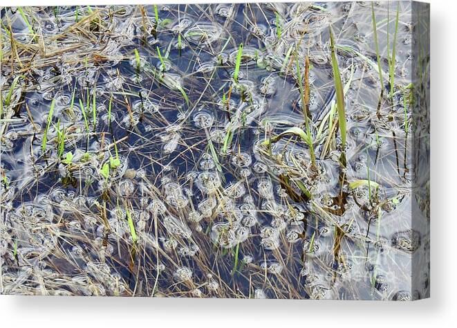 Grasses And Weeds Submerged Canvas Print featuring the photograph Flood puddles by Nicola Finch