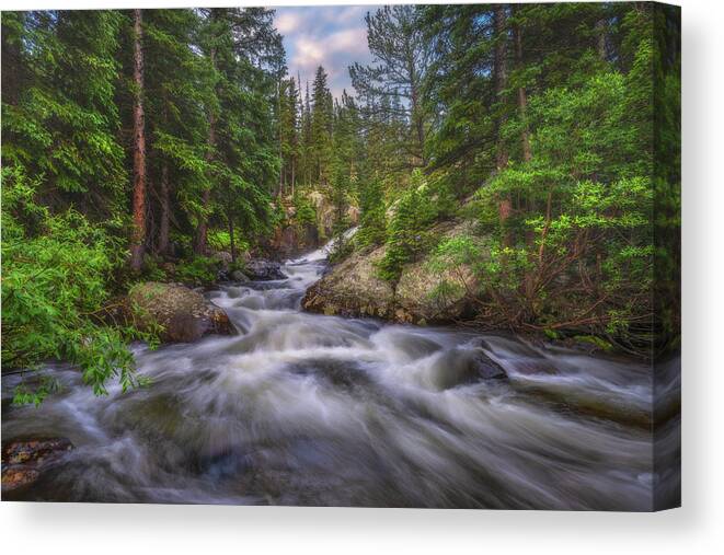Colorado Canvas Print featuring the photograph Flow of the Forest by Darren White