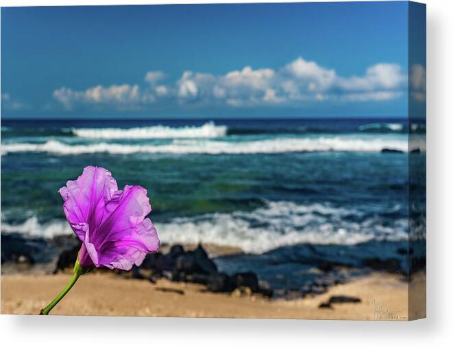Hawaii Canvas Print featuring the photograph Flower at the Beach by John Bauer