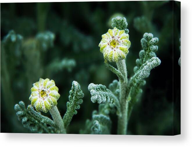 Flower Canvas Print featuring the photograph Flower Buds Ready to Open by Stuart Litoff