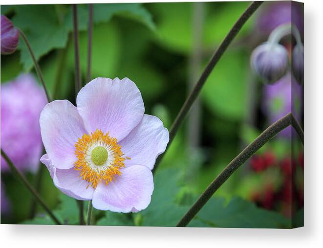 Flower Canvas Print featuring the photograph Flower Hanging Over the Sidewalk by Robert Carter