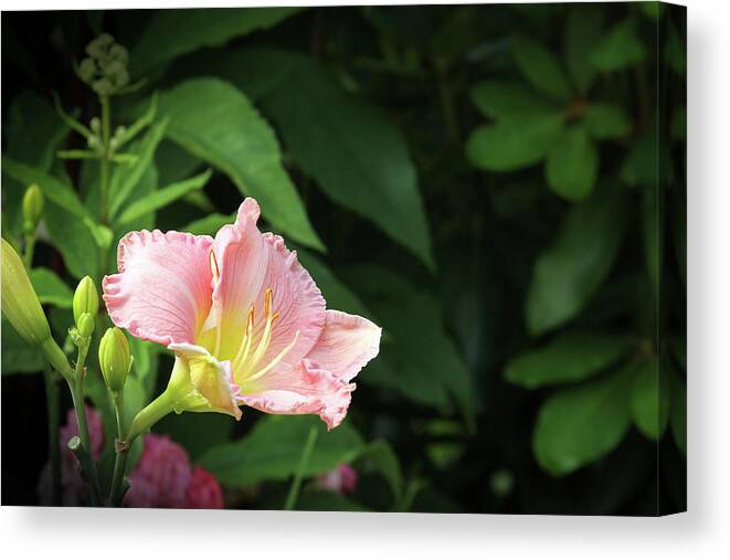 Daylily Canvas Print featuring the photograph Flower in the Rest Area by Robert Carter