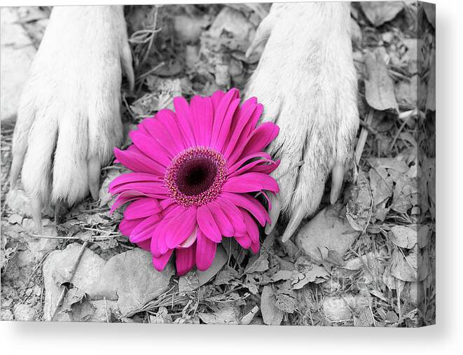 Dogs Canvas Print featuring the photograph Flower PAWER-Pink by Renee Spade Photography