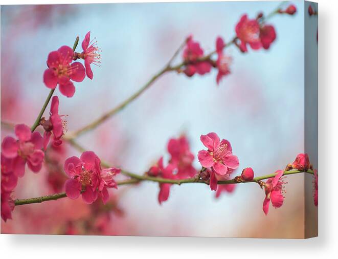 Jenny Rainbow Fine Art Photography Canvas Print featuring the photograph Flowering Japanese Apricot by Jenny Rainbow