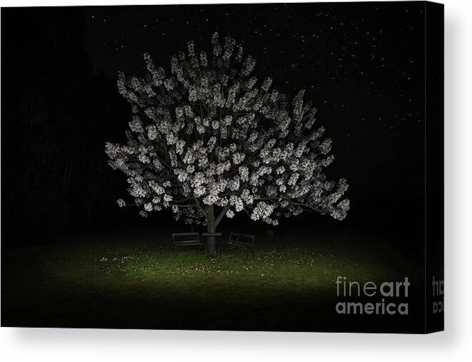 Flowers Canvas Print featuring the photograph Flowers by Starlight by Linda Lees