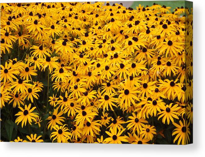 Yellow Canvas Print featuring the photograph Flowers for You by James Cousineau