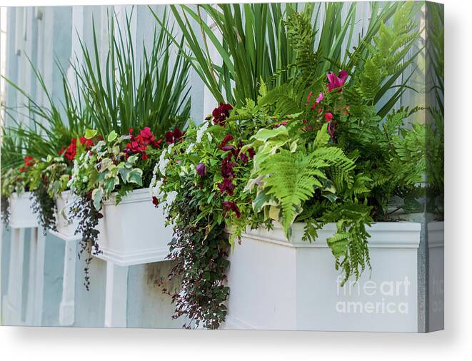 Charleston Canvas Print featuring the photograph Flowers in Charleston by Sturgeon Photography